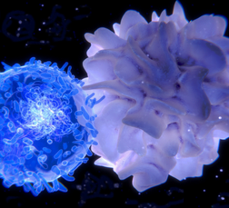 BTX dendritinė ir T-ląstelė