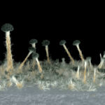 Zeiss microscopy picture 2