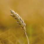 Grainsense grūdų tyrimai